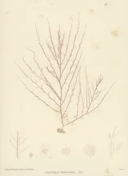 Alghe britanniche